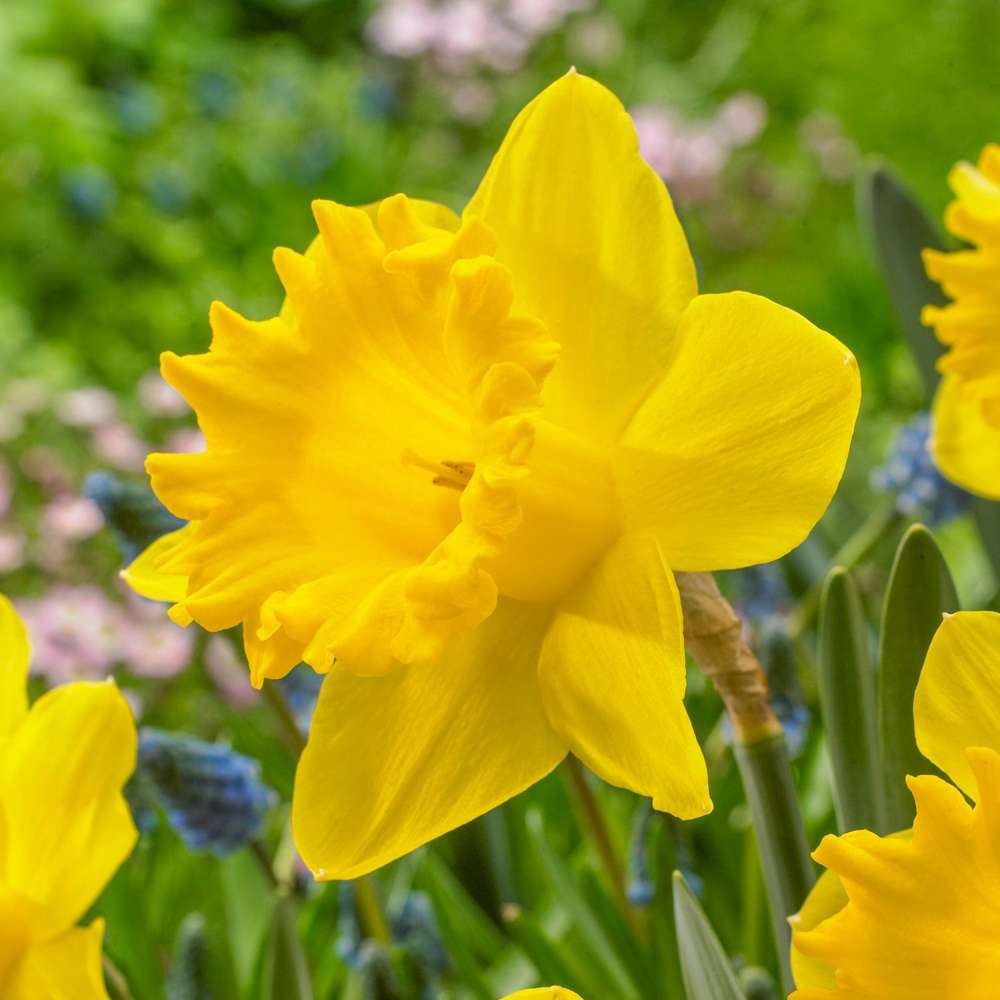 Narcissus 'Dutch Master' med store solgule blomster og lang trompet