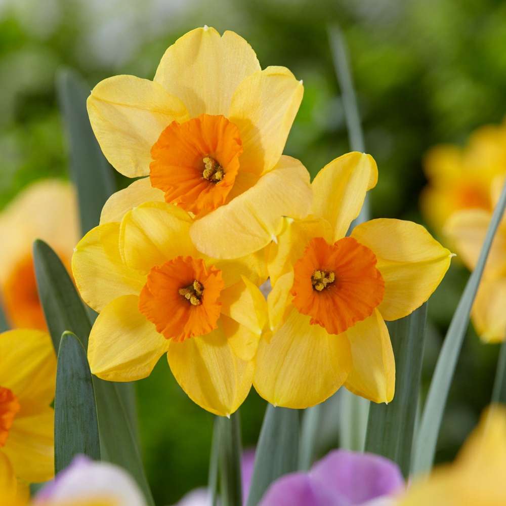 Narcissus 'Kedron' med gule kronblade og orange bæger
