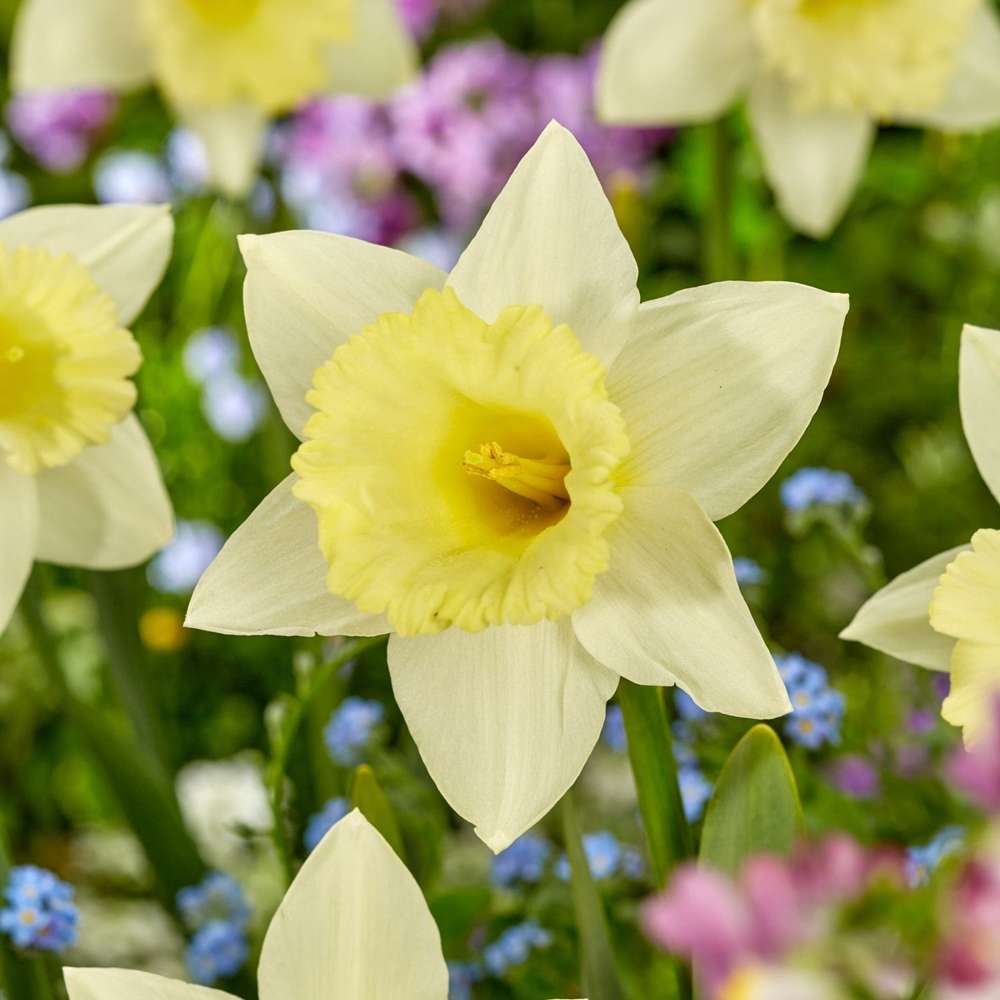 Hvid Narcissus 'Mount Hood'