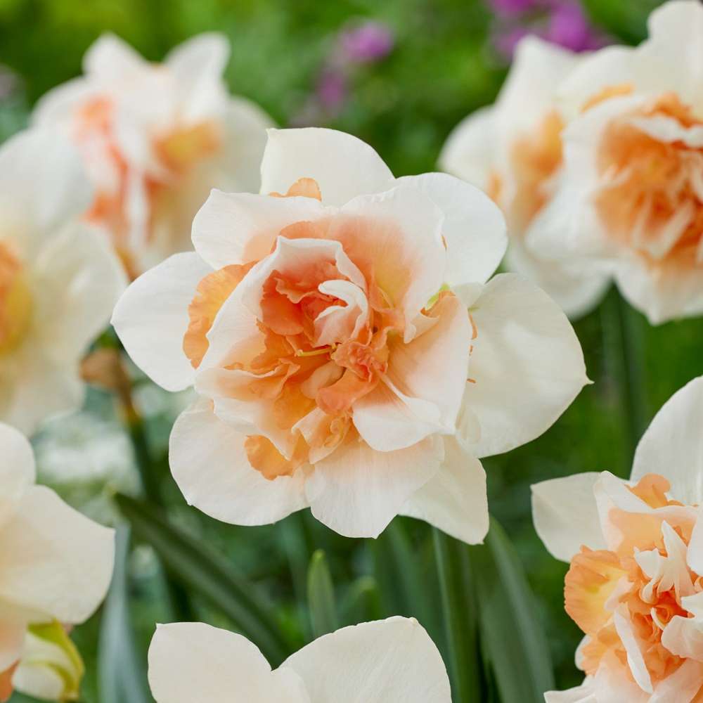 Fyldt Narcissus 'Replete'