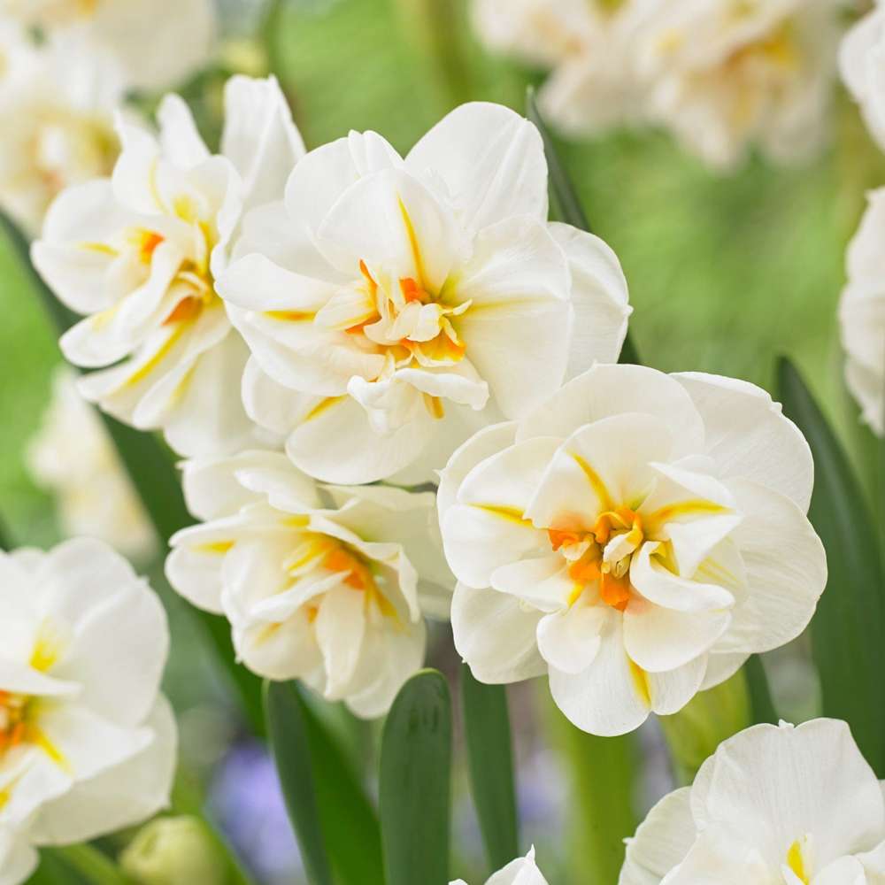 Narcissus 'Sir Winston Churchill' med fyldte elfenbenshvide blomster og abrikosfarvet midte