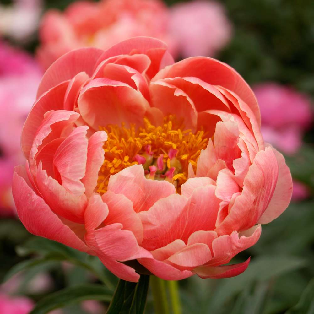 Vores yndlingsbed – pæoner og blomsterløg