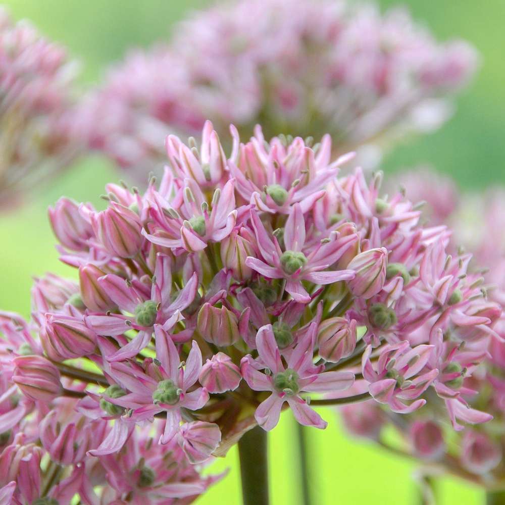 Allium 'Pink Jewel' med lyserøde blomsterkugler