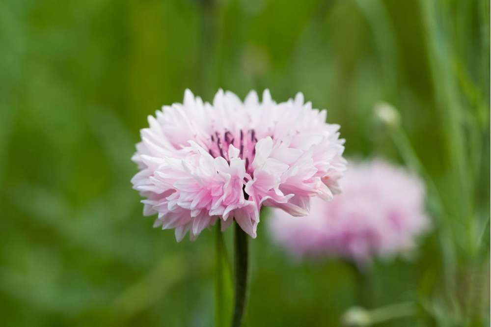 Pink kornblomst – sartrosa engblomst til blomsterengen