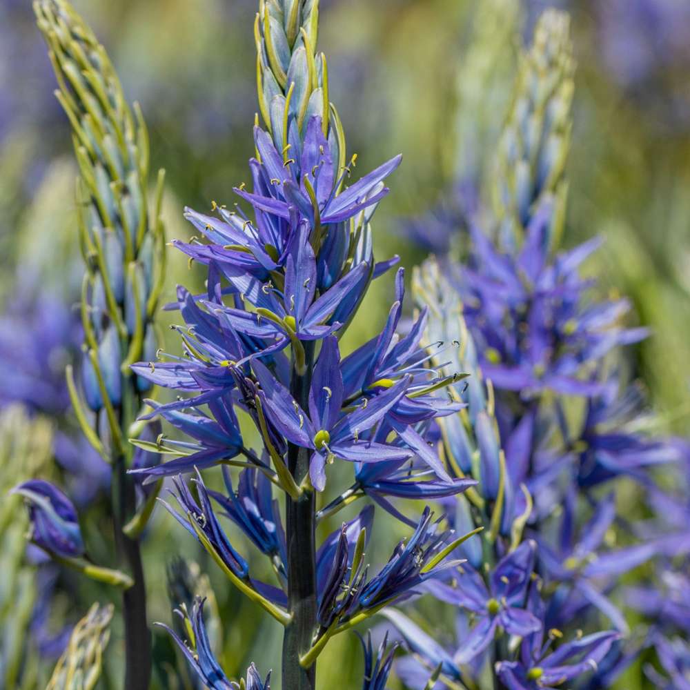 Prærielilje 'Caerulea' med dybblå, stjerneformede blomster – en løgplante der trives i fugtig jord