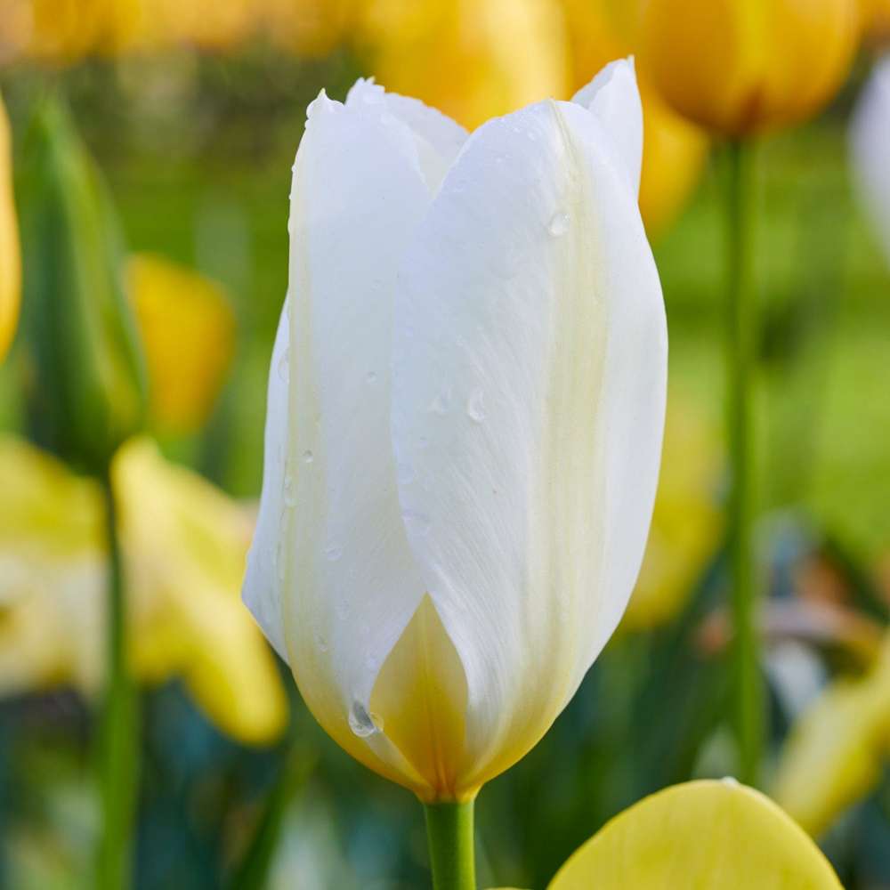 Tulipan 'Purissima' med rene hvide kronblade og cremegul base