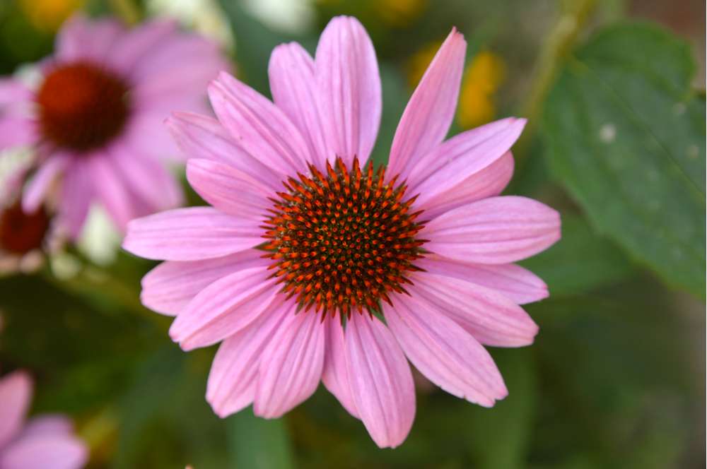 Purpursolhat 'Magnus' – tørketålende staude med rosa blomster og mørk midte