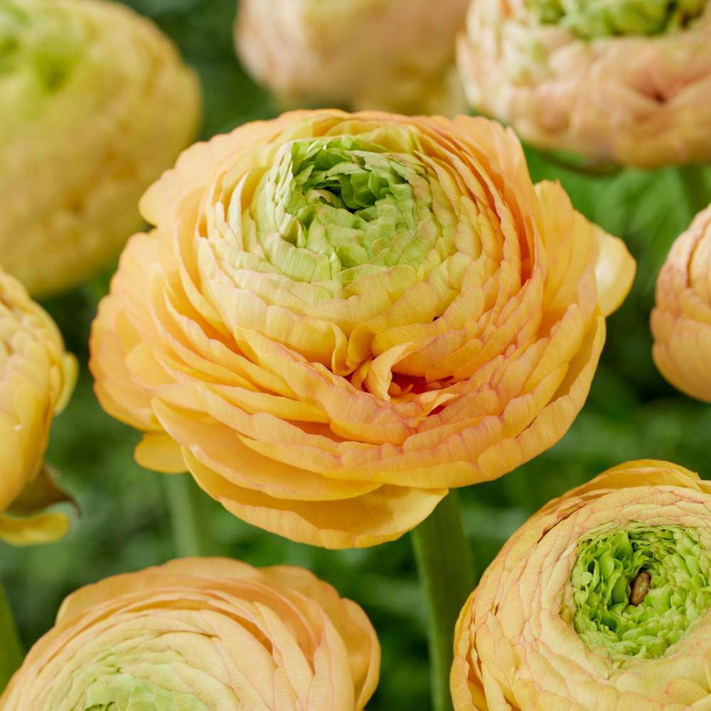 Ranunkel 'Orange' – varm sommerblomst til Sankt Hans