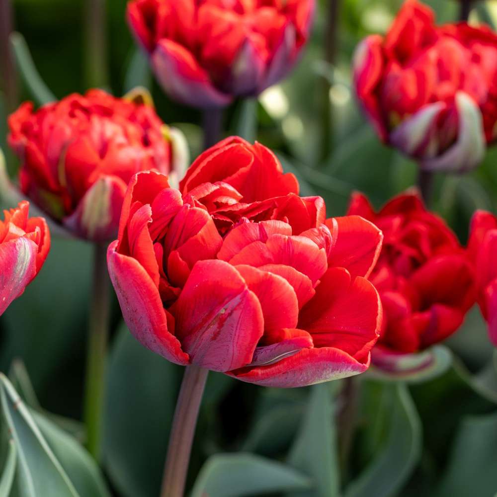 Farverig forårshave med røde tulipaner