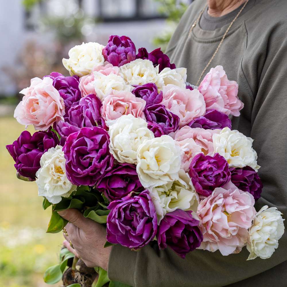 Tulipanblanding 'Rikke' med fyldte tulipaner i rosa og hvide nuancer