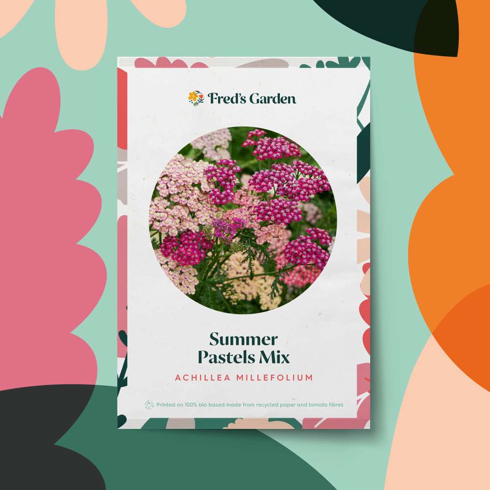 Røllike 'Summer Pastels Mix' frø i den tørketålende have - Blomsterverden