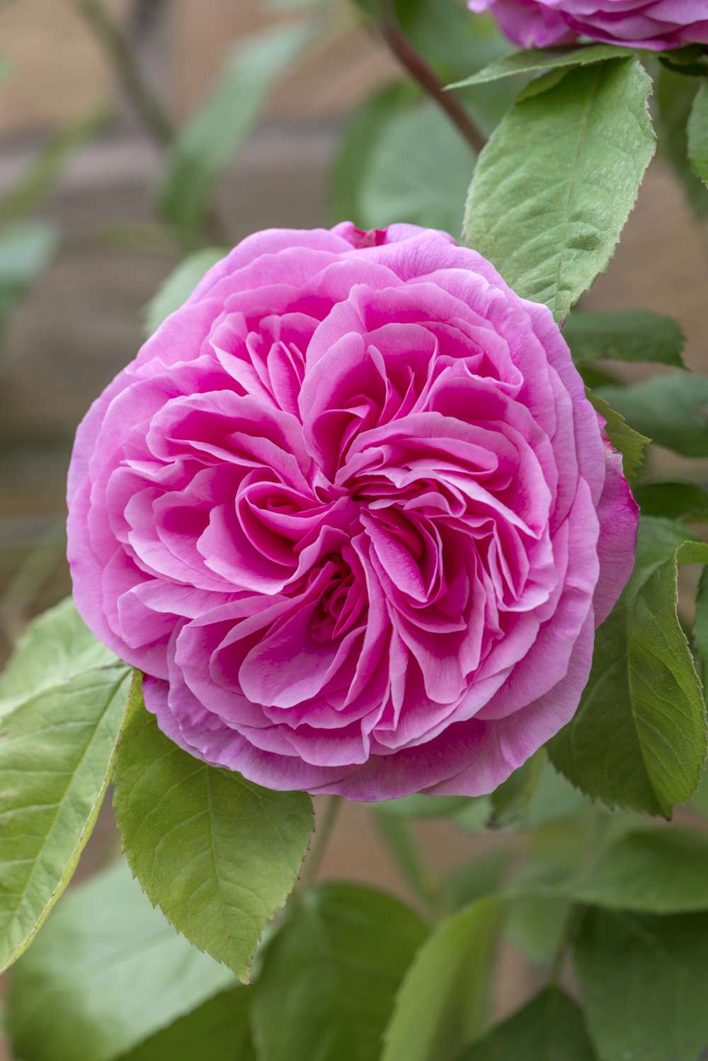 Rose 'Gertrude Jekyll' med tæt fyldte blomster i klar rosa