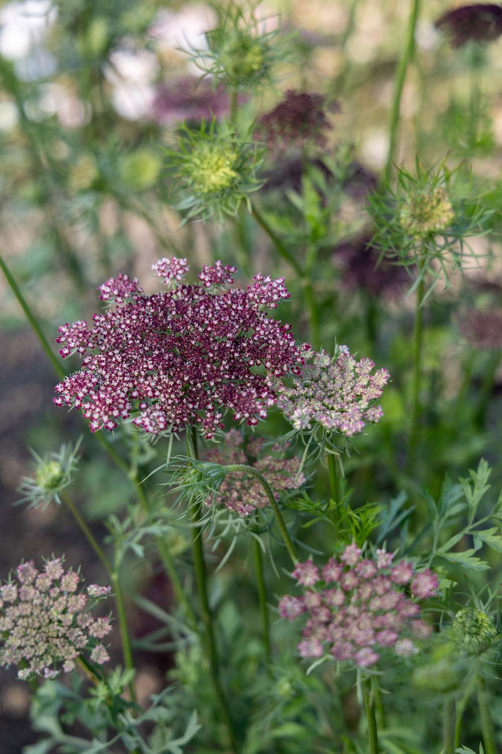 Vild gulerod 'Dara' med luftige blomsterskærme i hvide og bordeauxrøde nuancer
