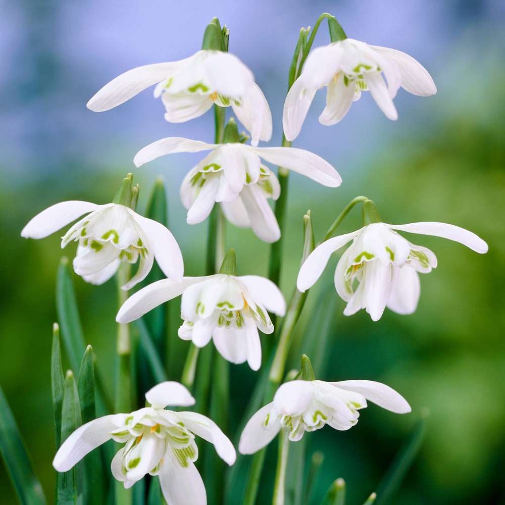 Vintergæk 'Flore Pleno' med fyldt hvid blomst — tidligt forårsløg til skyggebede under træer