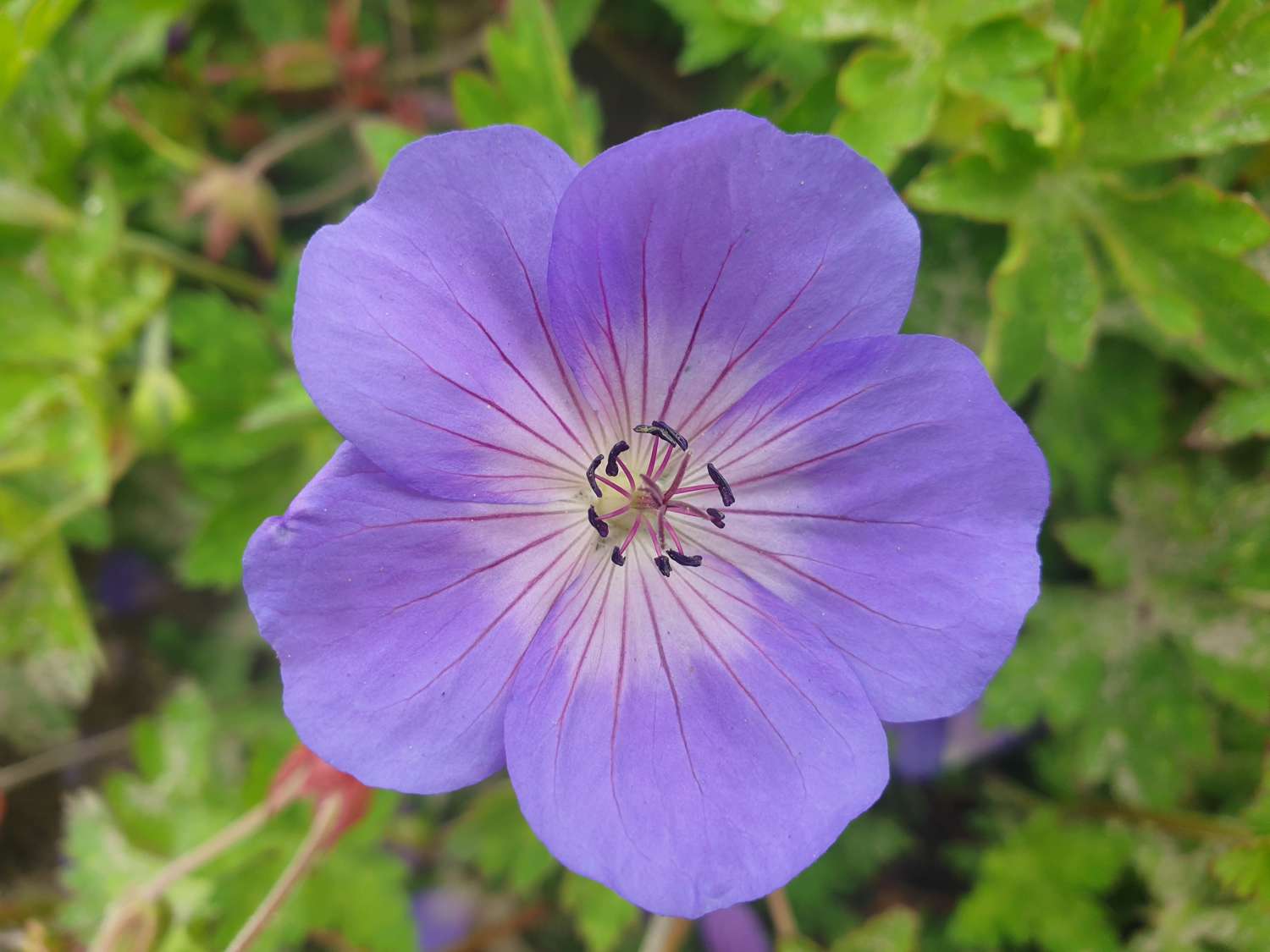 Storkenæb 'Rozanne' med blåviolette blomster