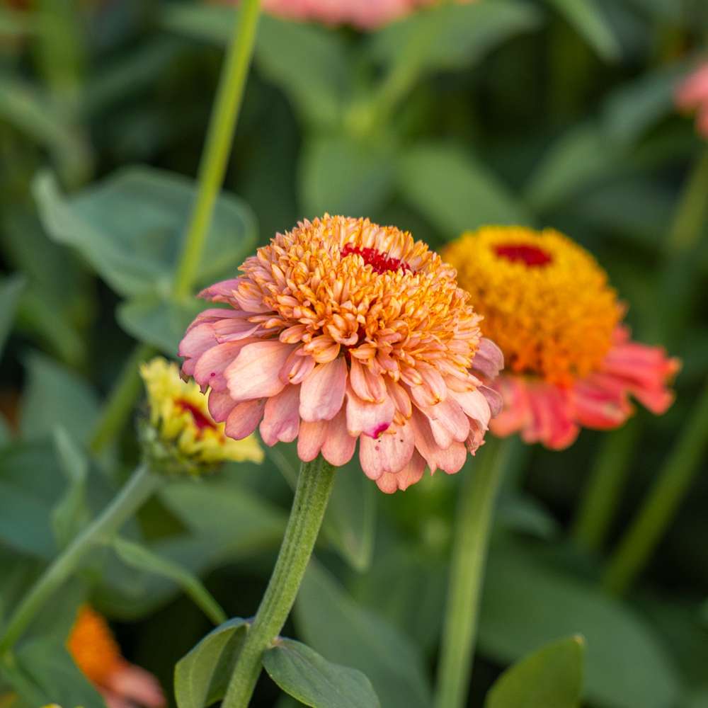 Zinnia 'Zinderella Peach' frøkenhat i blomst
