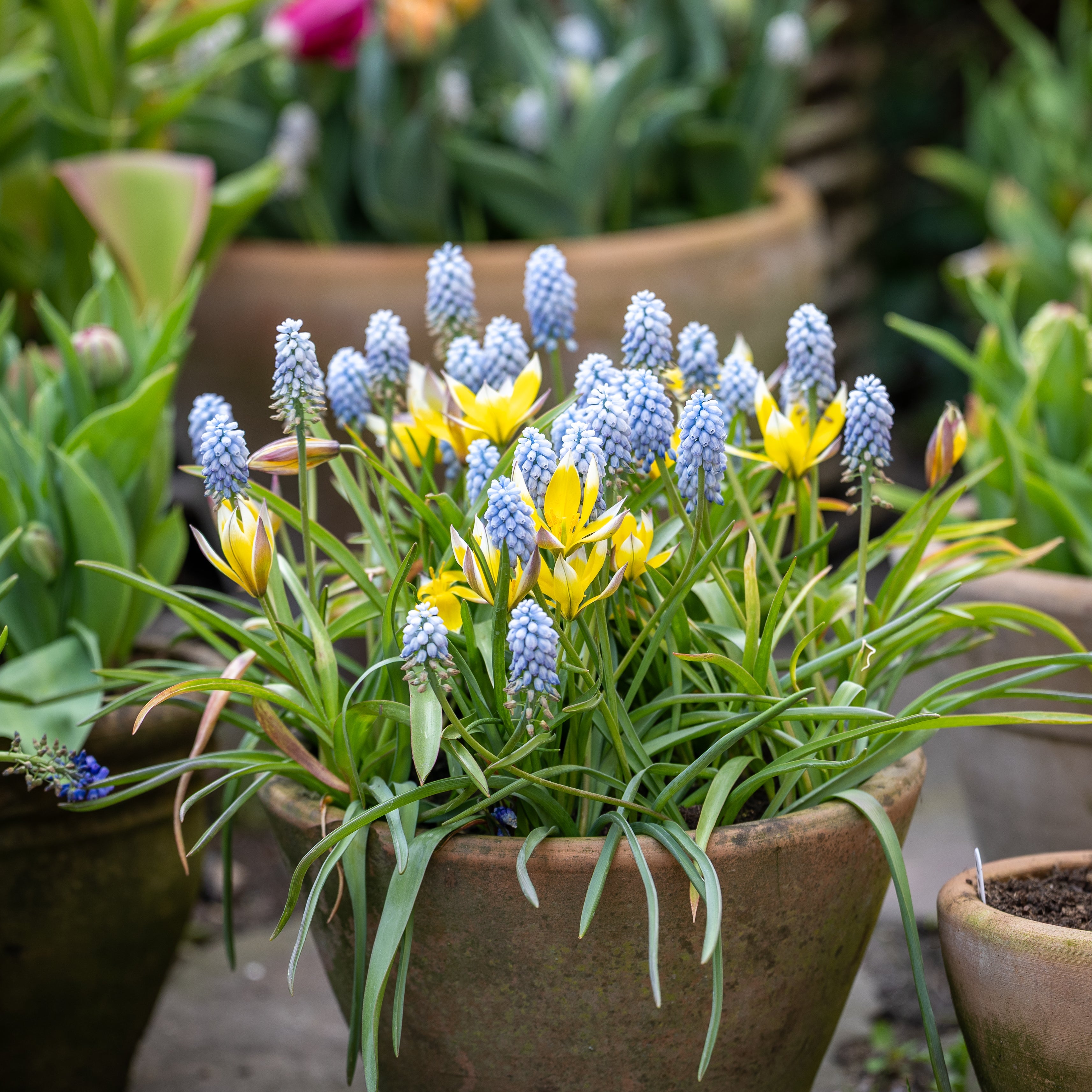 Populære blomsterløg