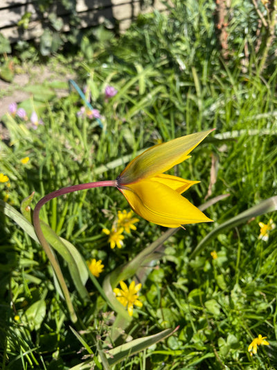 botanisk tulipan