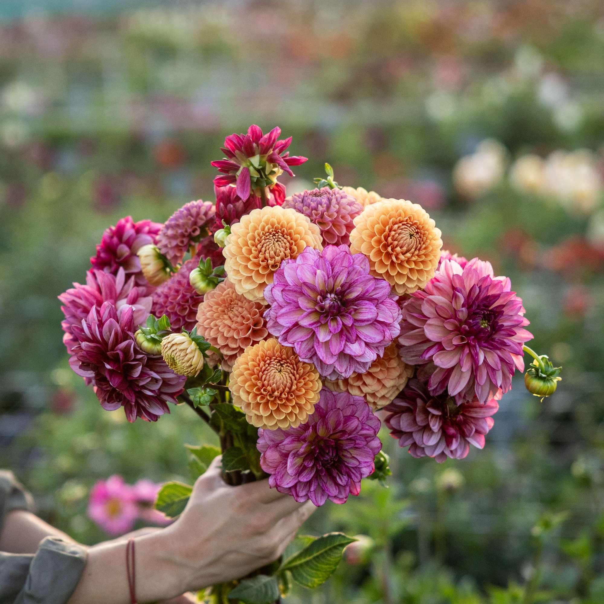 Populære dahlia