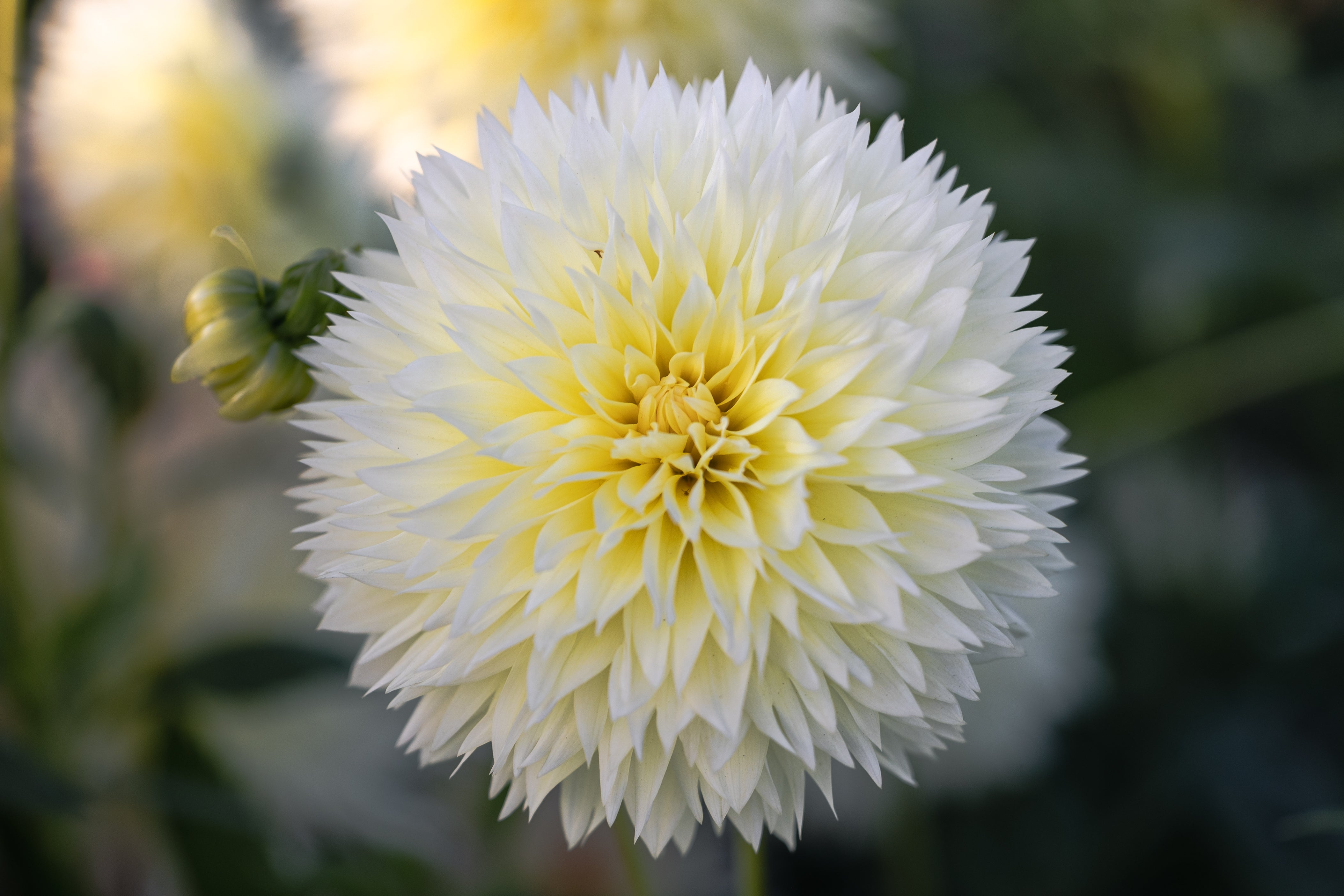 Dahlia Fimbriata
