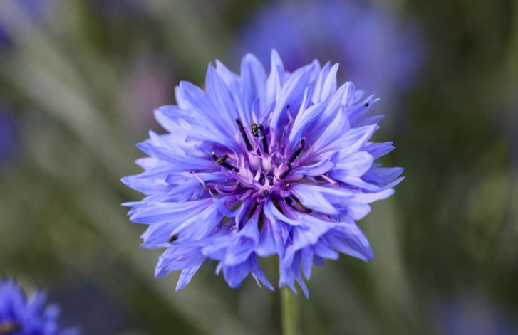 Kornblomster