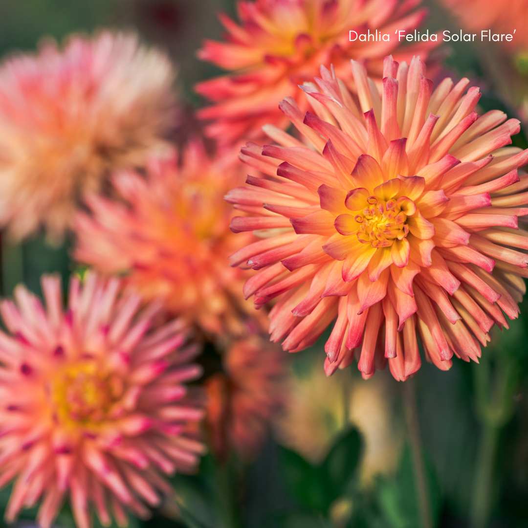 Tilbud på dahlia