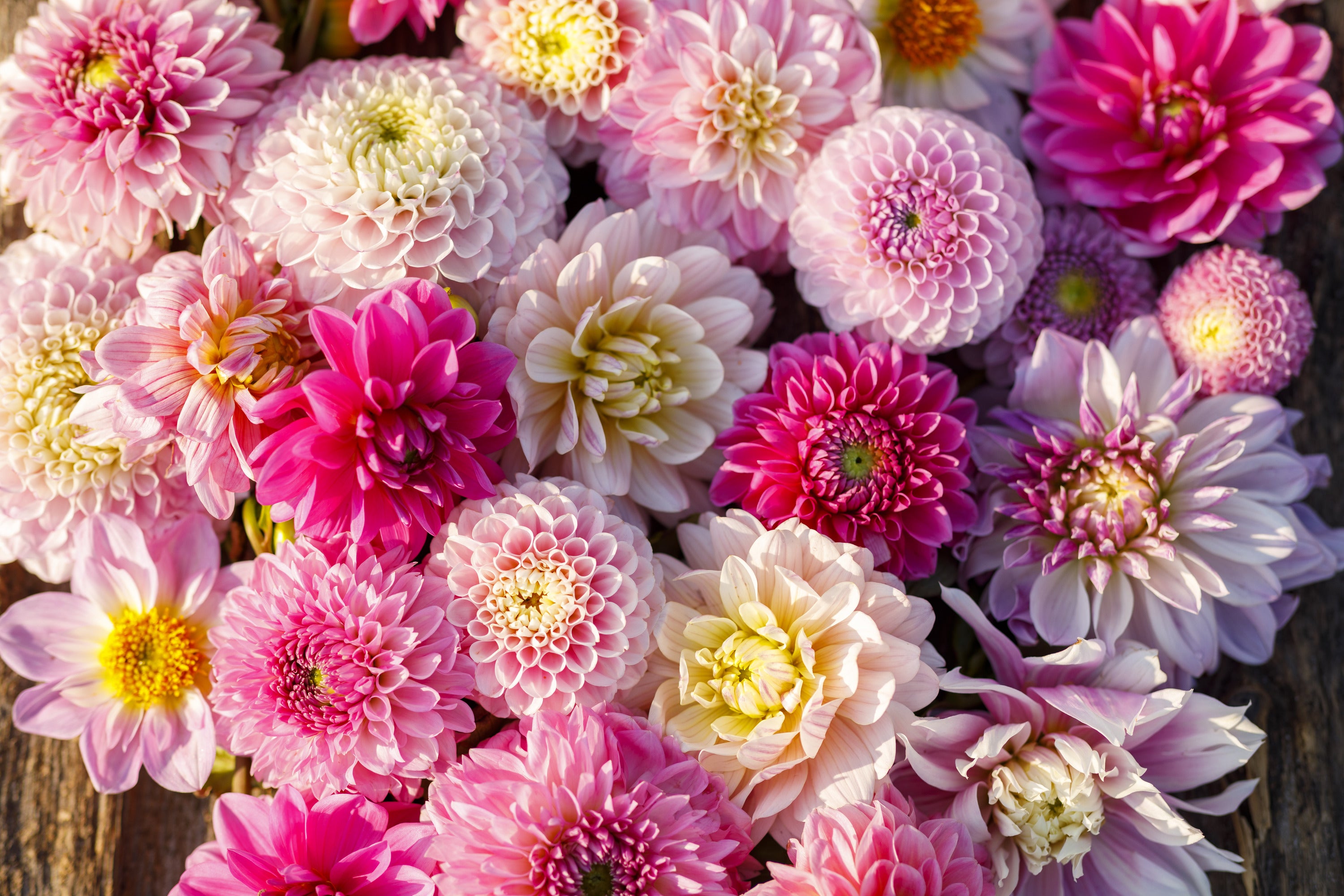 Dahlia mix