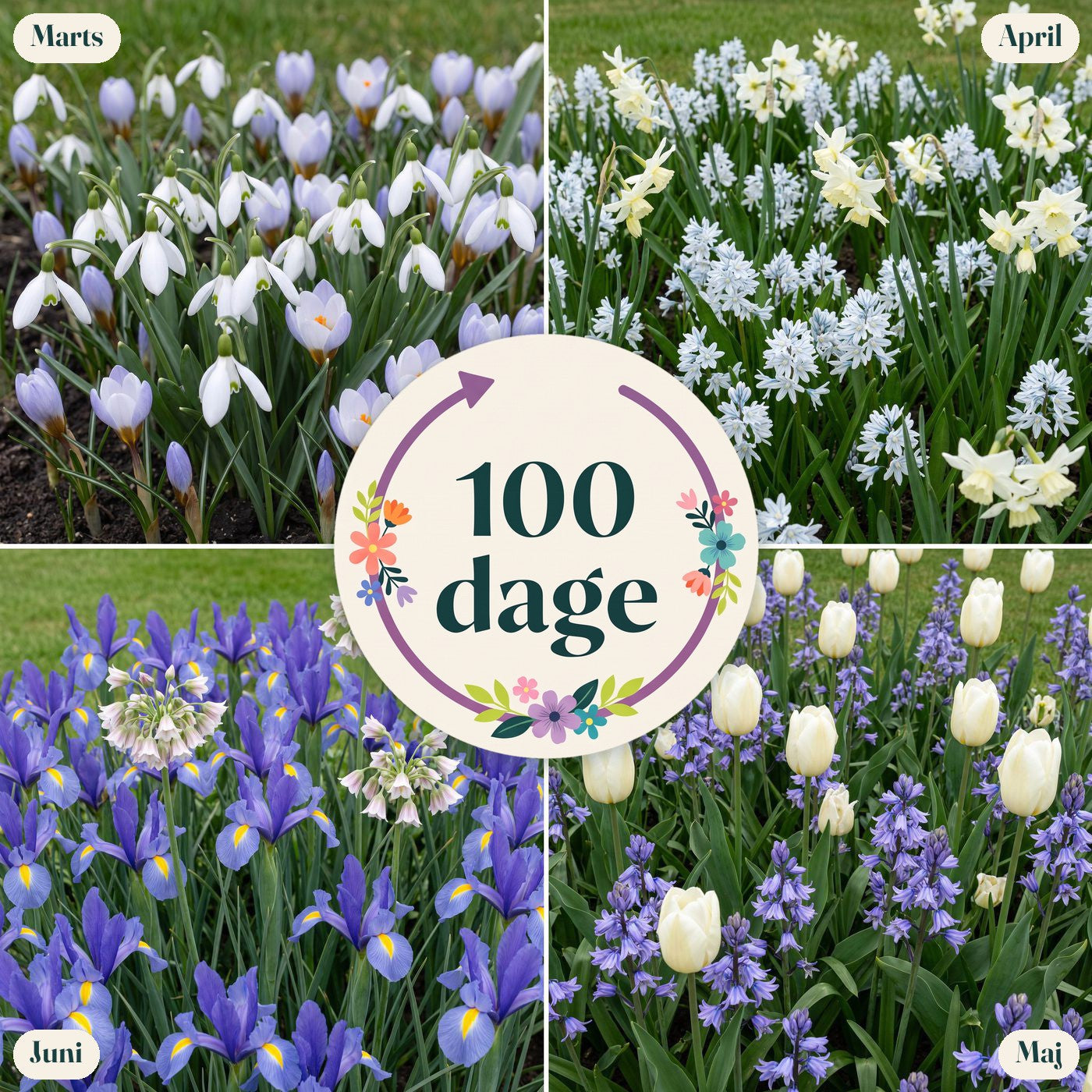 100 dages blomstring