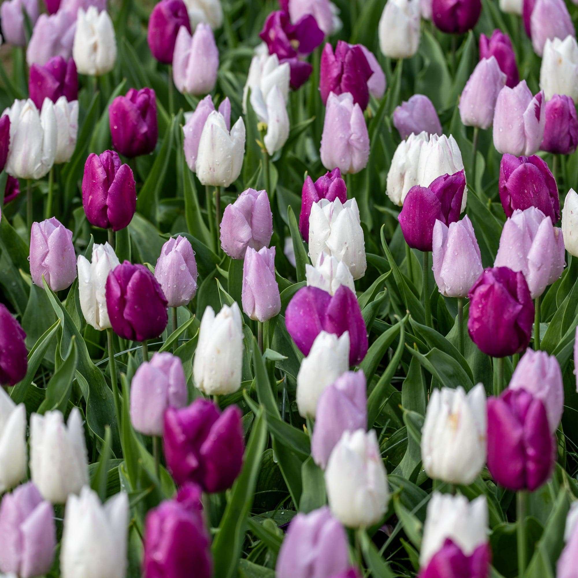 Flerårige tulipaner