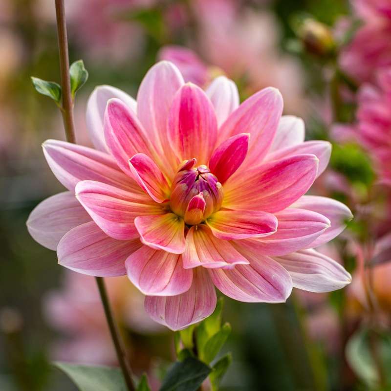 Waterlily dahlia