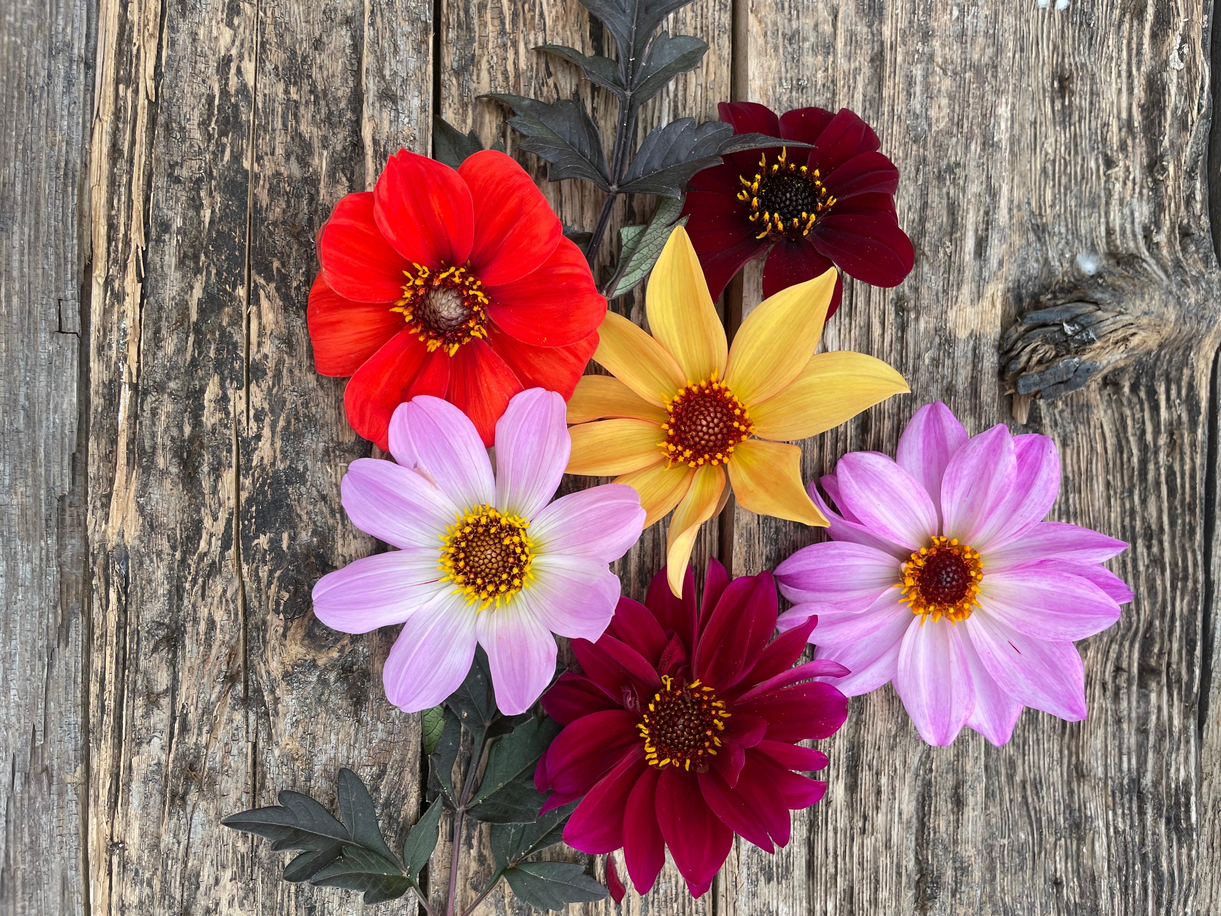 Anemone/enkelt blomstrede