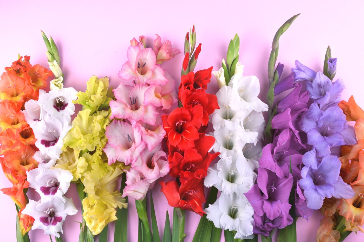 Gladiolus | Blomsterverden