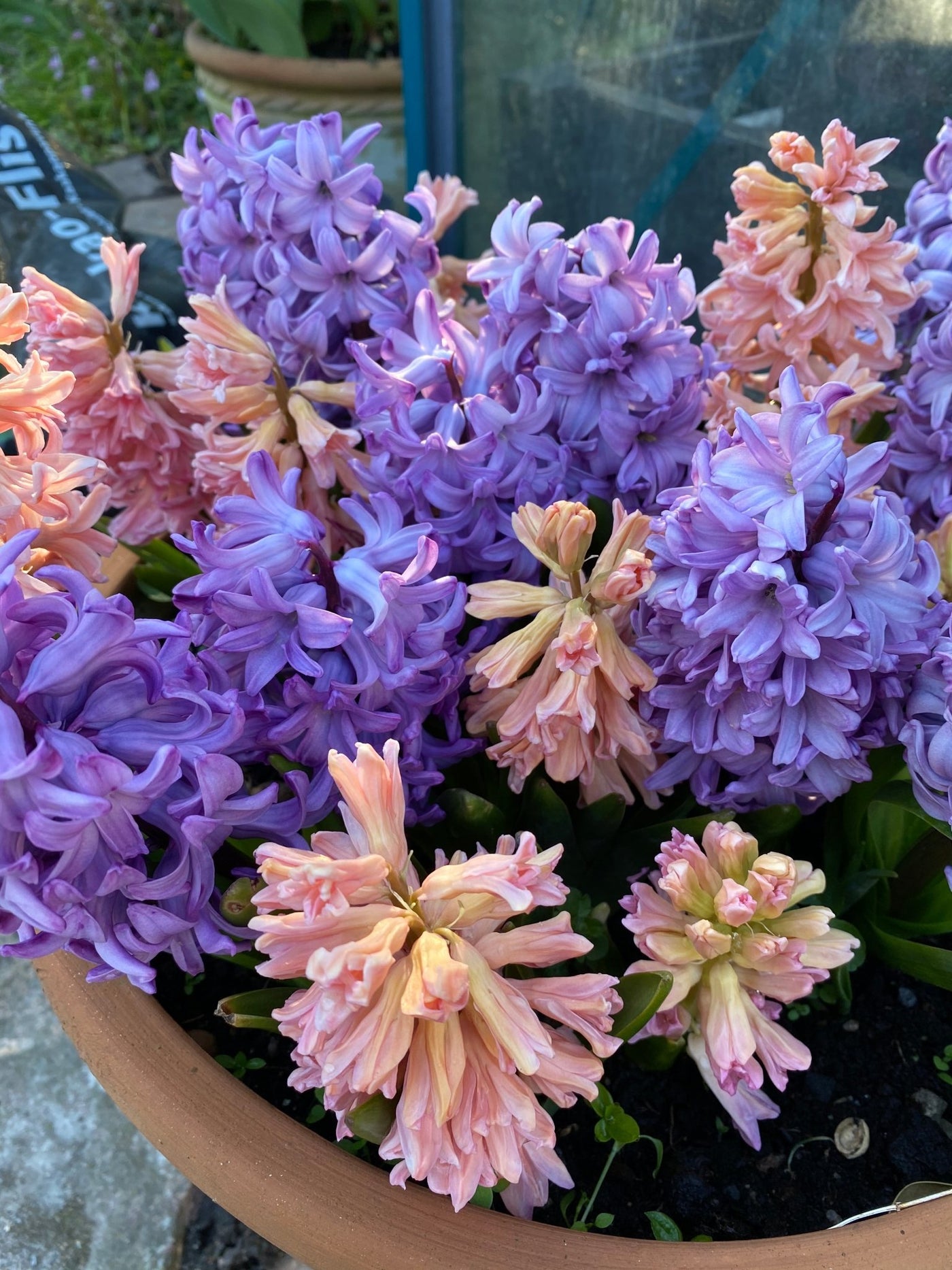 Hyacinter | Blomsterverden