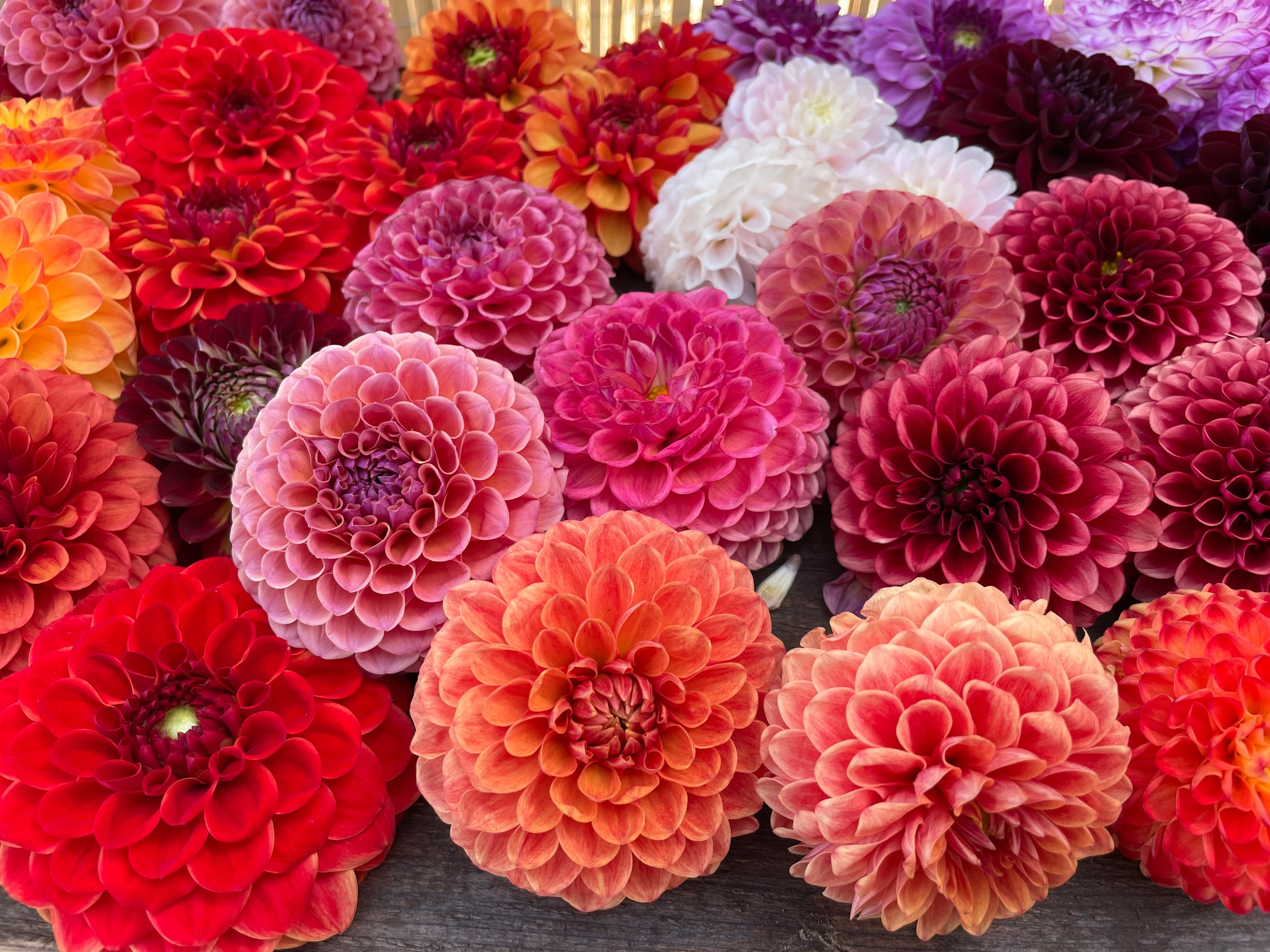 Dahlia Ball