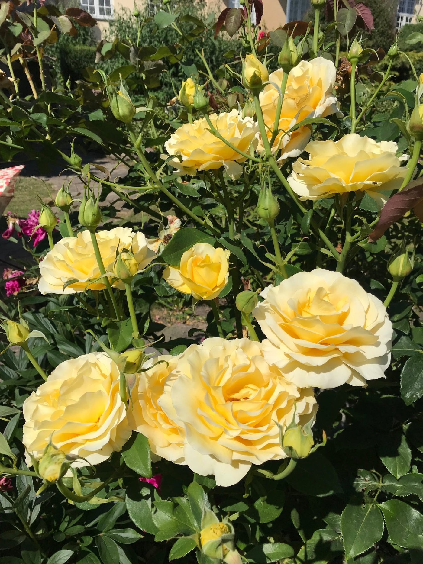 Roser | Blomsterverden