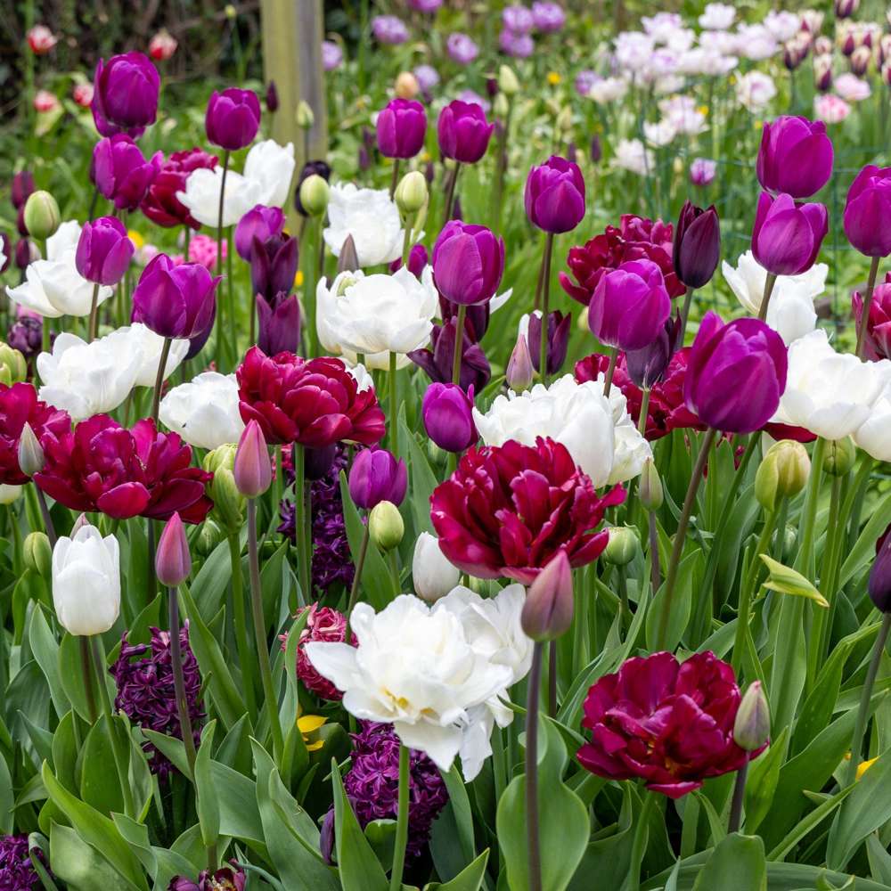 Eksklusivblanding Mixture 'Svaneke By Night'