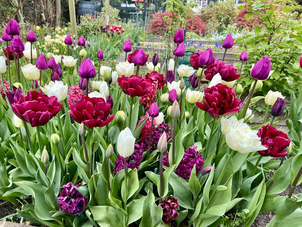 Eksklusivblanding Mixture 'Svaneke By Night'