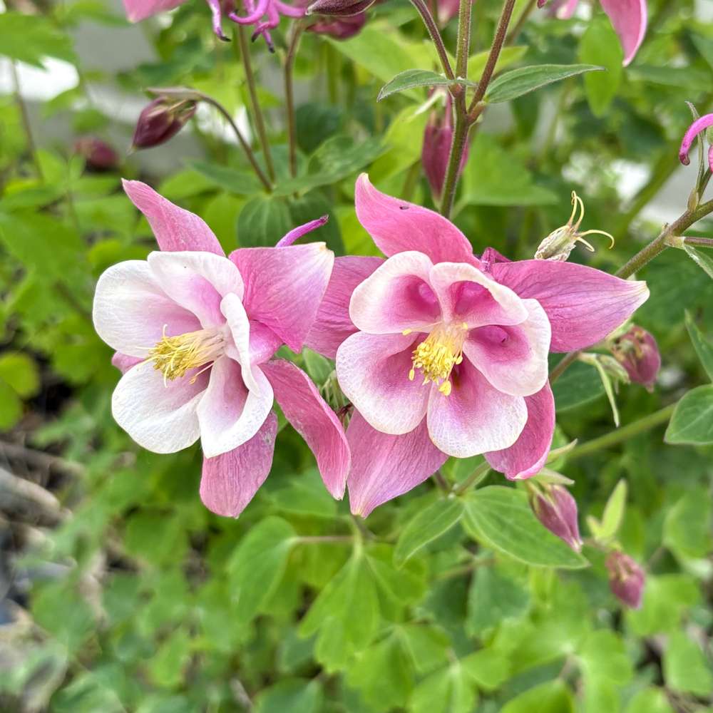 Akeleje 'Spring Magic Rose & White'