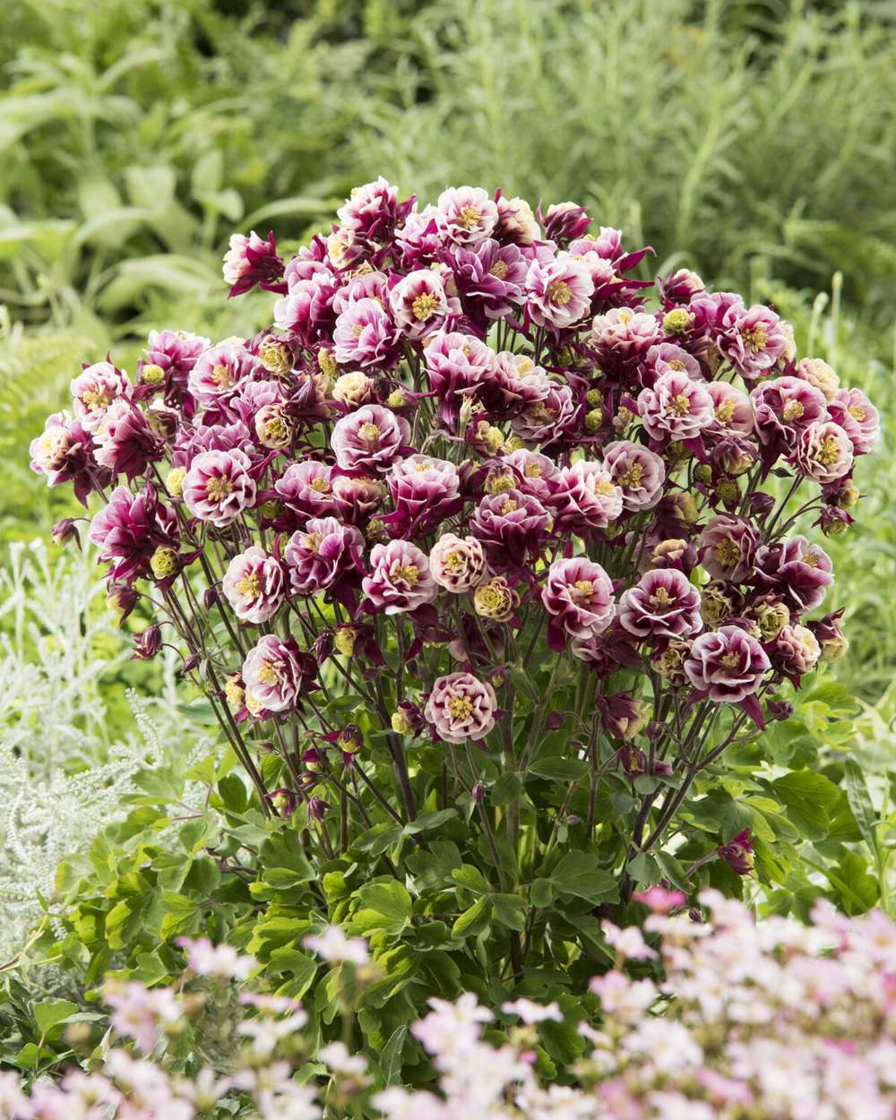 Akeleje 'Spring Magic Rose & White'