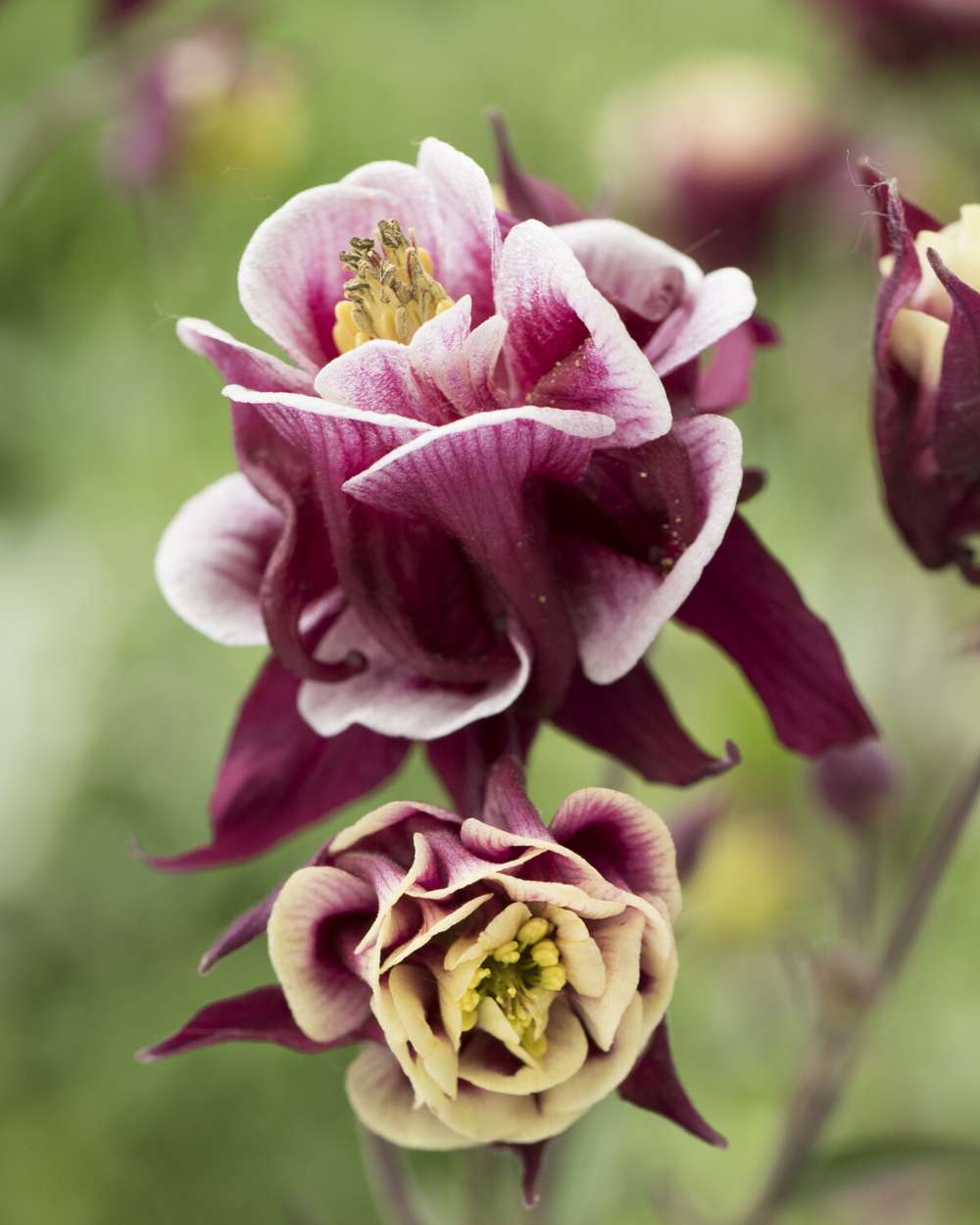 Akeleje 'Spring Magic Rose & White'