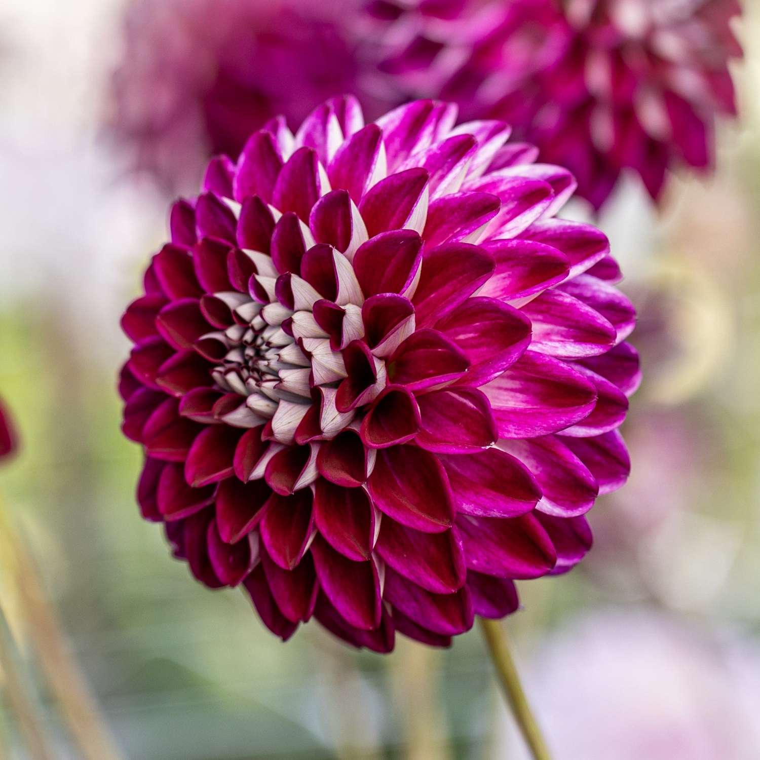 Dahlia 'Embassy'