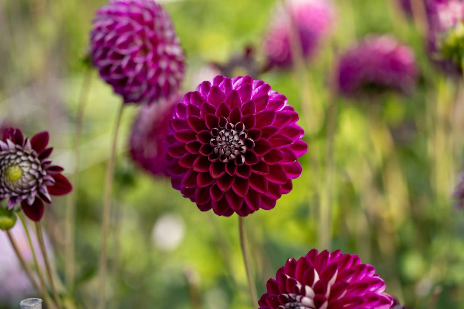 Dahlia 'Embassy'