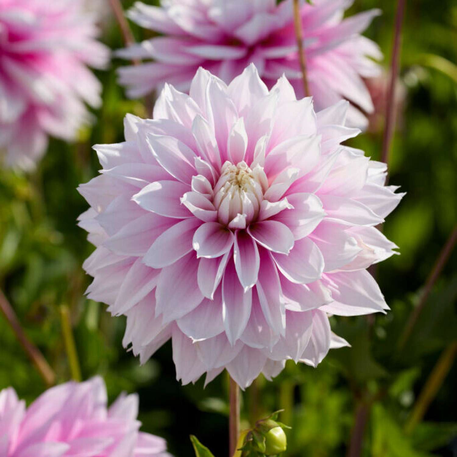 Dahlia 'Evanah'