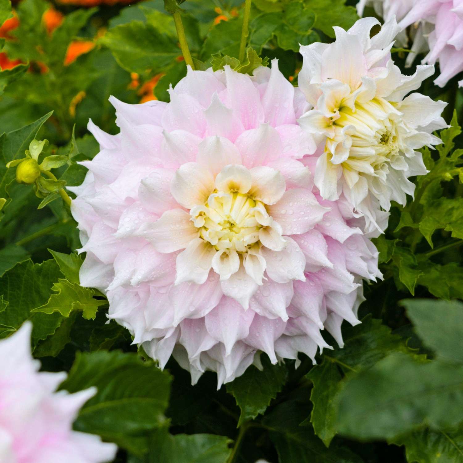 Dahlia 'Gitt’s Perfection'