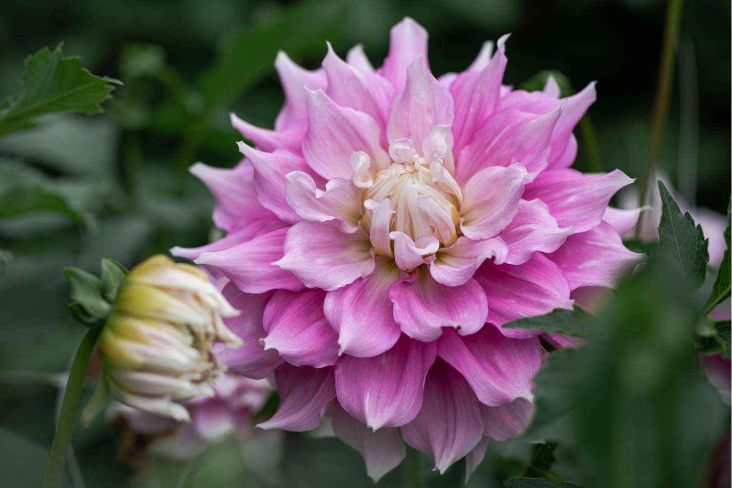 Dahlia 'Gitt’s Perfection'