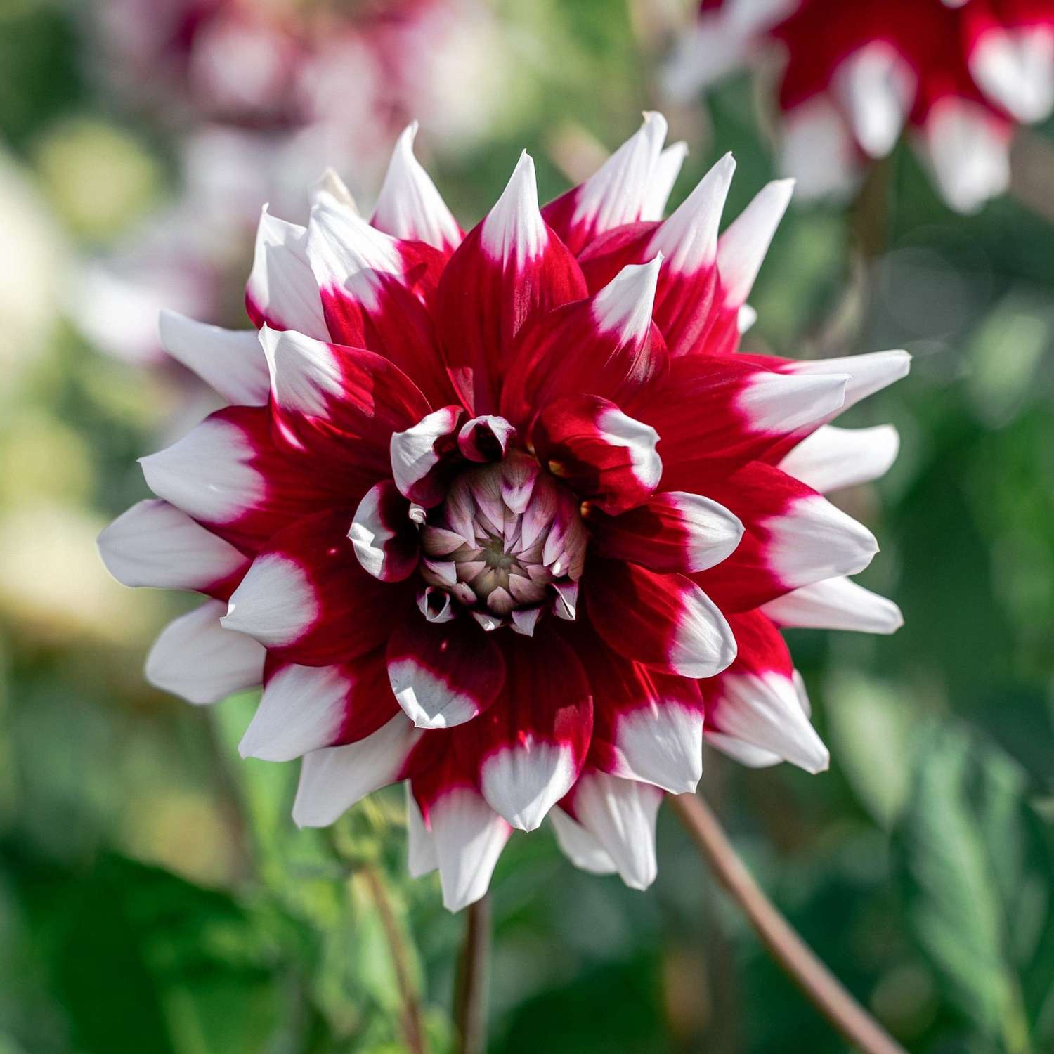 Dahlia 'Mystery Day'
