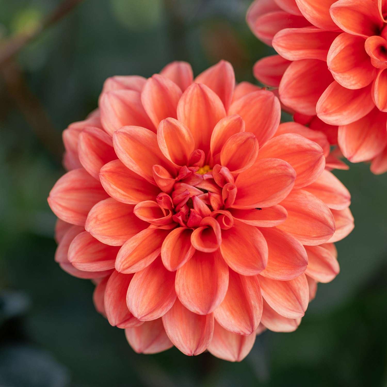 Dahlia 'Orange Nugget'
