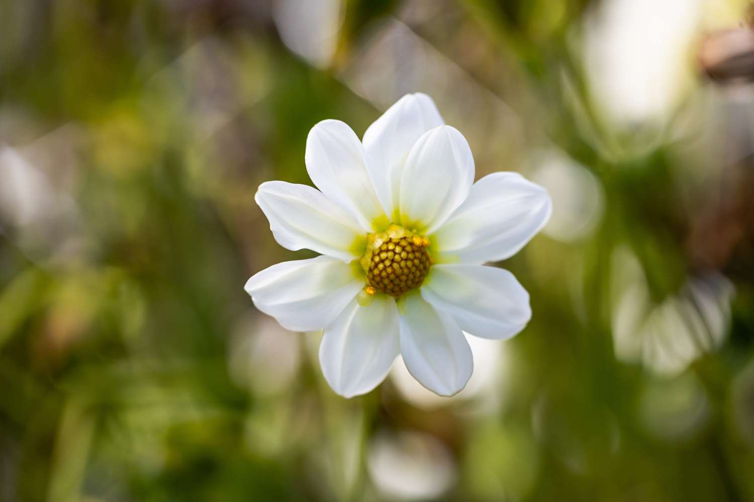 Dahlia 'Sneezy'