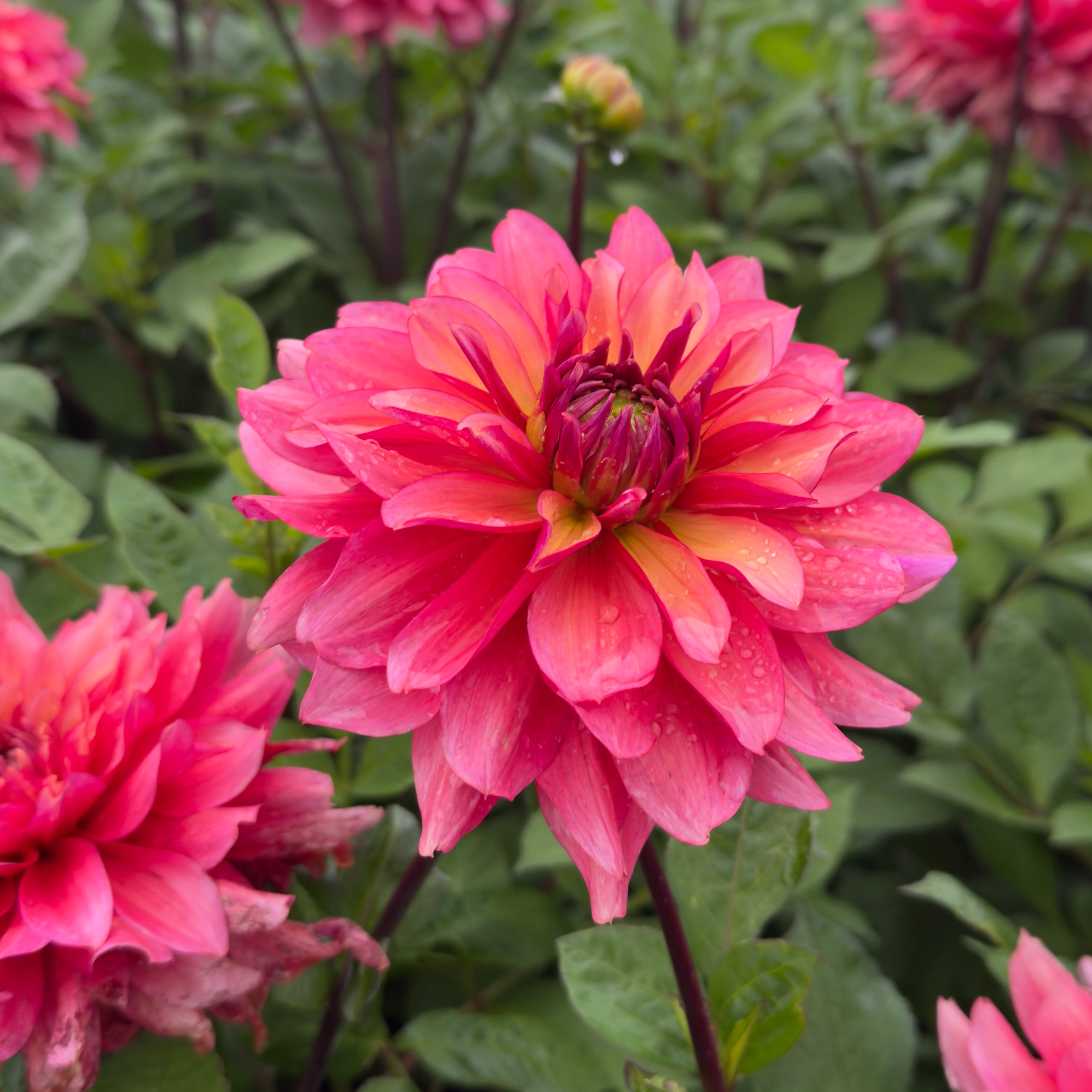 Dahlia 'BV’s Moonga