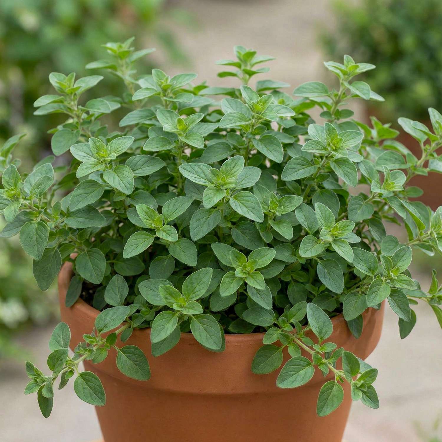 Oregano (ØKO frø)